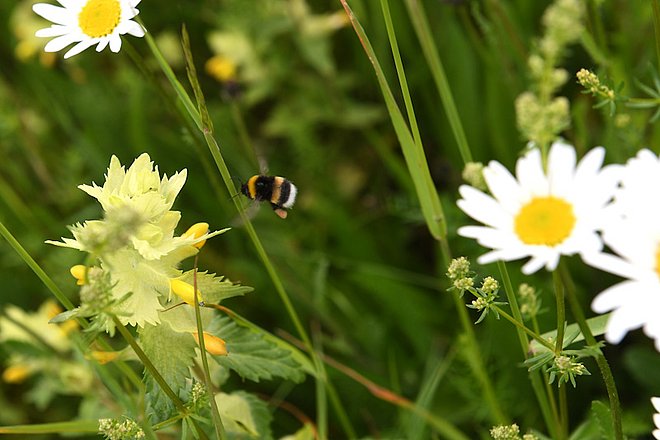 Insektenreich. Foto: P. Roggenthin Insektenreich. Foto: P. Roggenthin