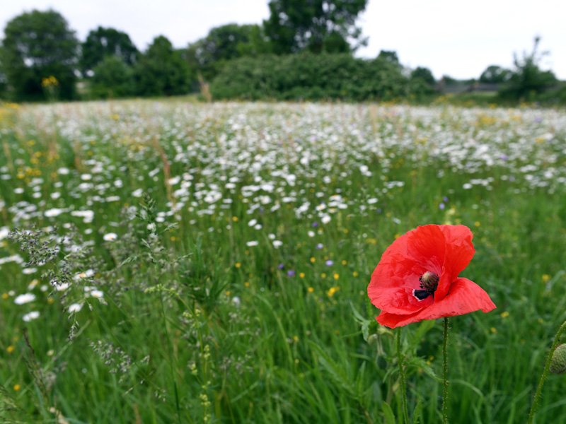 Rote Mohnblüte vor einer blühenden Wiese